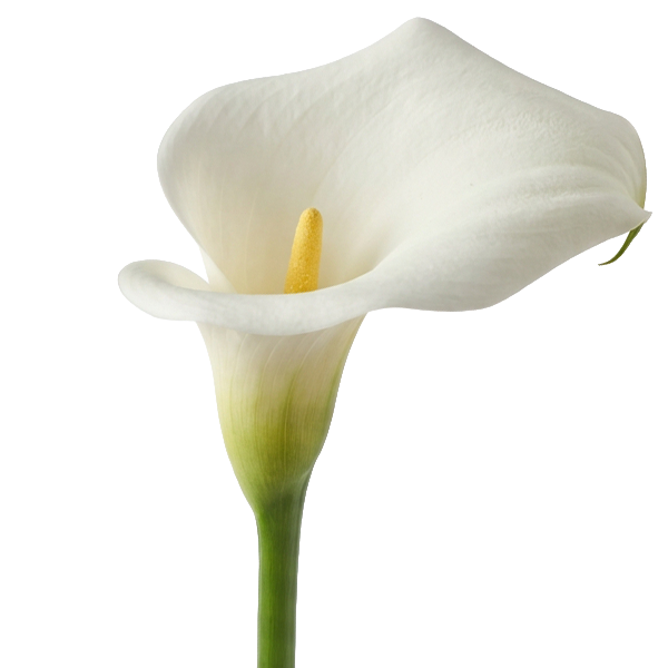 Calla Lily