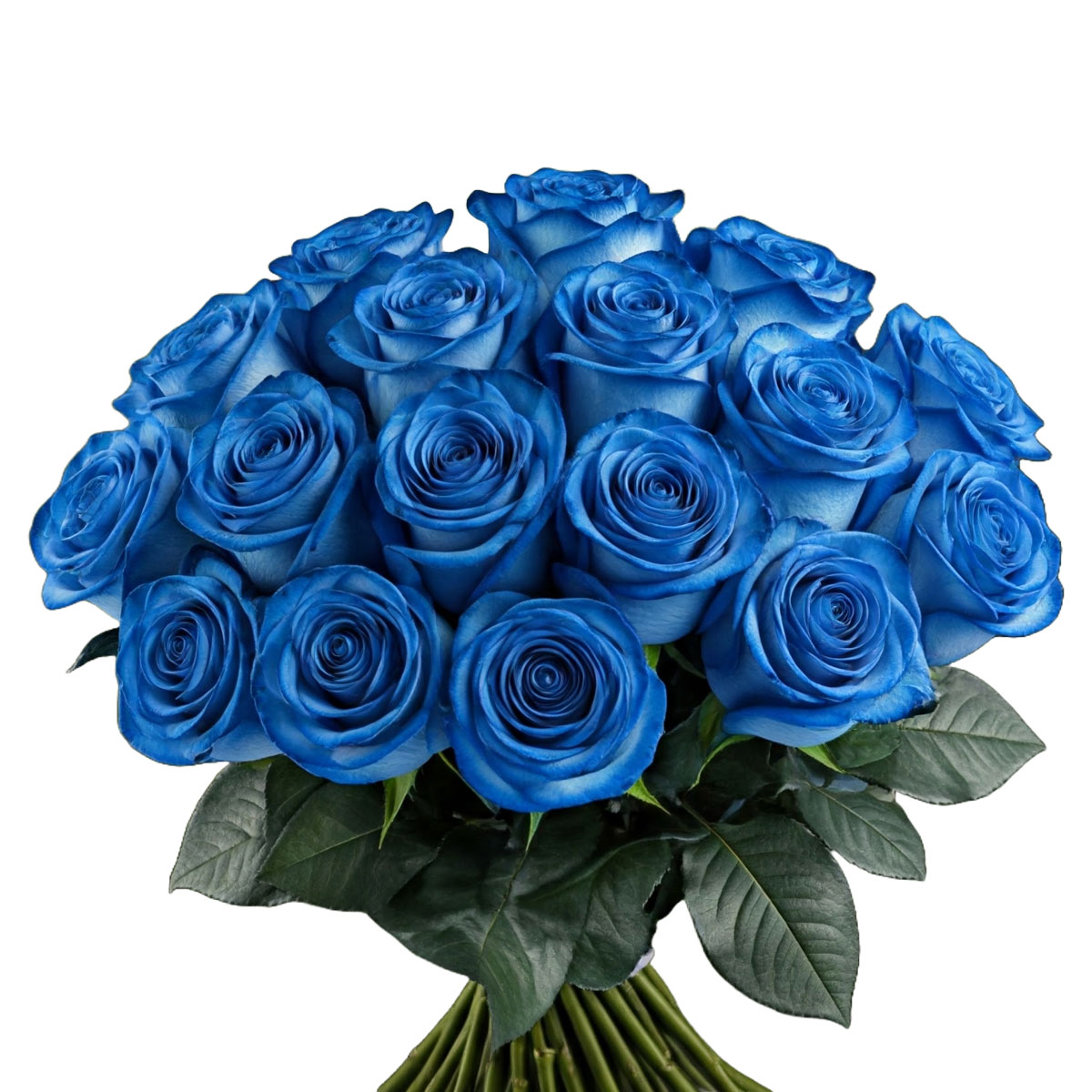 blue roses bouquet