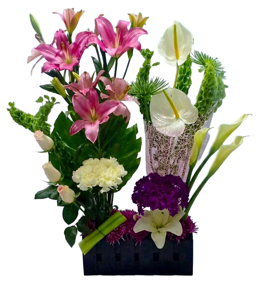 Lily & Anthurium Collection 